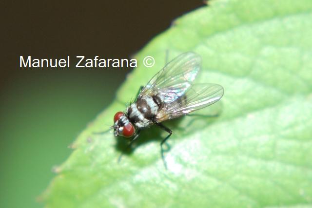 Limnophora obsignata F (Muscidae)